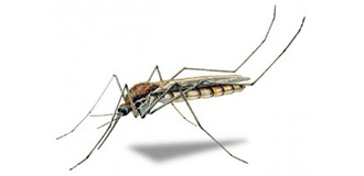 Komár na bielom pozadí, ilustračná fotografia k službe dezinsekcia, postreky proti komárom 