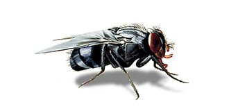 Mucha na bielom pozadí, ilustračná fotografia k službe dezinsekcia, postreky proti muchám