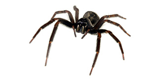 Pavúk na bielom podklade, ilustračná fotografia k službe dezinsekcia, odstraňovanie pavúkov